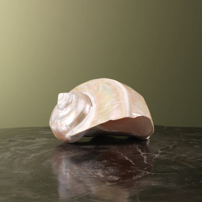 3880 Turbo Schelp Parelmoer