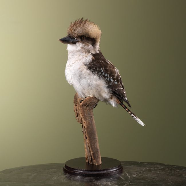 3939 Kookaburra