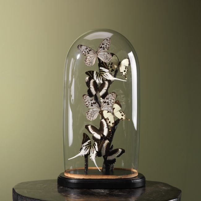 3975 Vlinders in Stolp