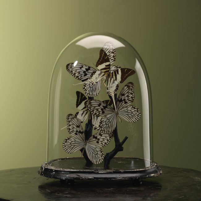 3989 Vlinders in Stolp