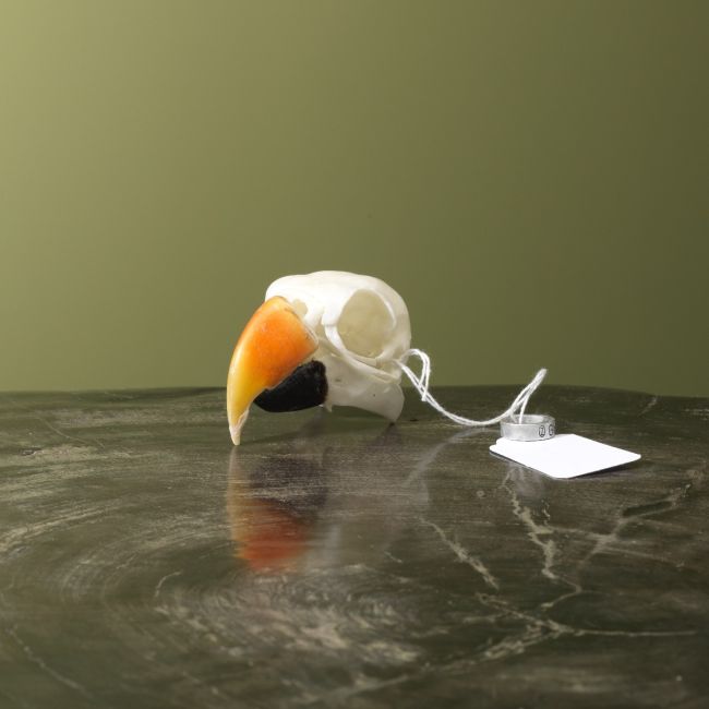 3999 Edelpapegaai Schedel