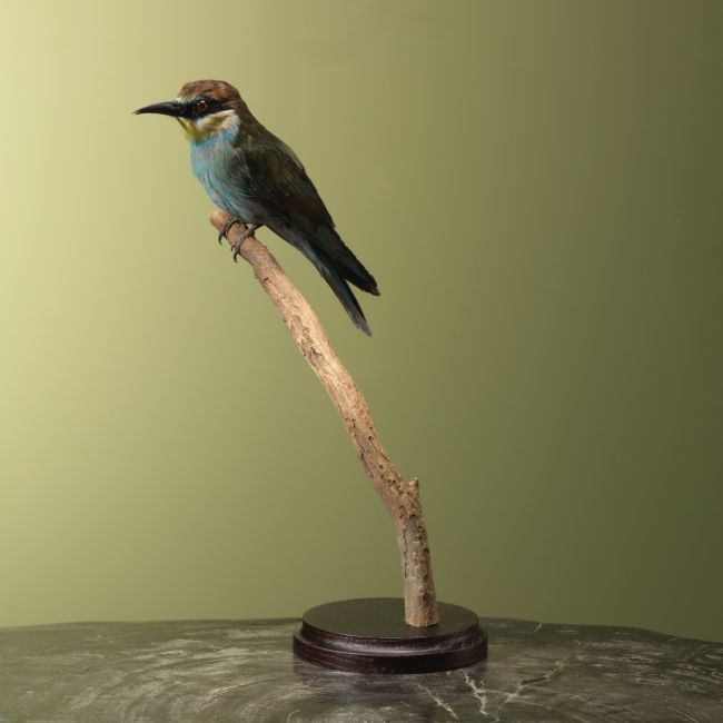 4029 Europese Bijeneter