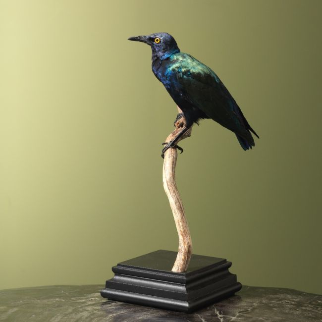 4033 Purperglansspreeuw