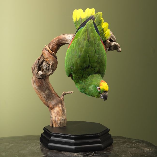 4038 Geelvoorhoofdamazone