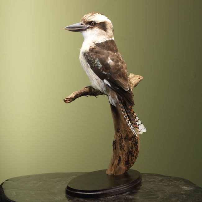 4043 Kookaburra
