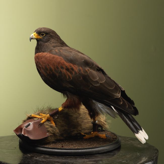 4046 Woestijnbuizerd