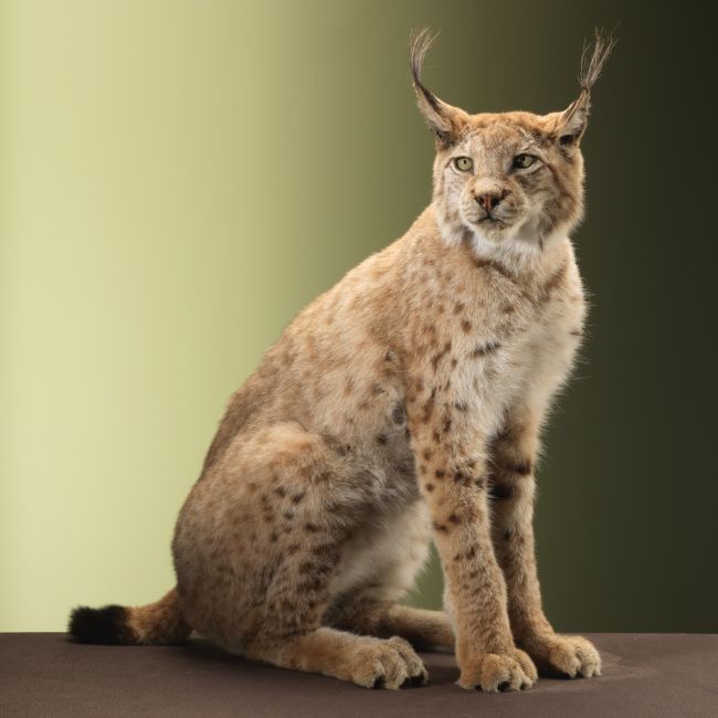 4068 Europese Lynx