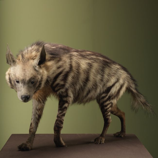 4069 Gestreepte Hyena