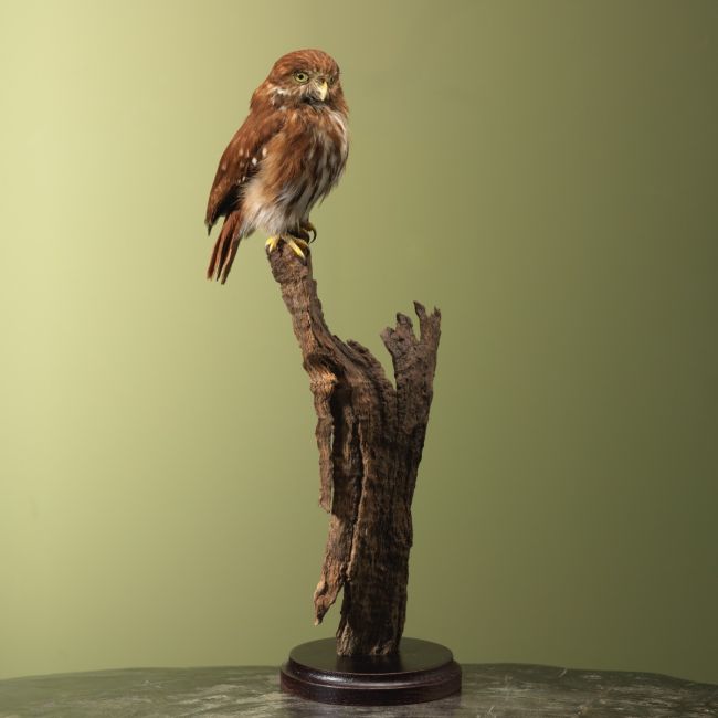 4096 Braziliaanse Dwerguil