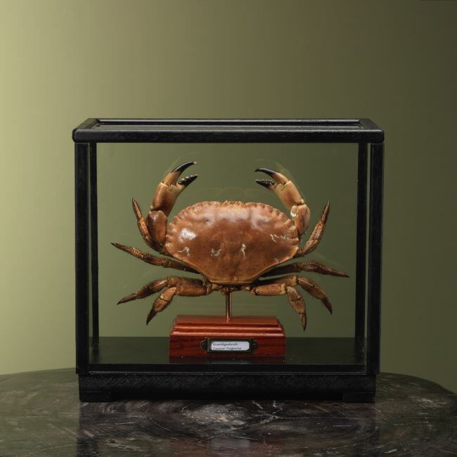 4109 Noordzeekrab in Vitrine