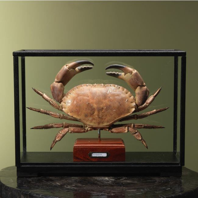 4111 Noordzeekrab XL in Vitrine