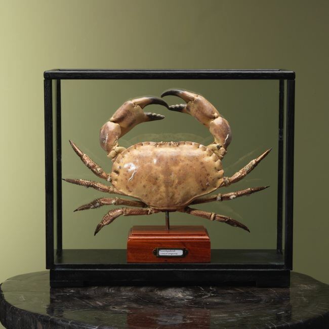 4112 Noordzeekrab XL in Vitrine