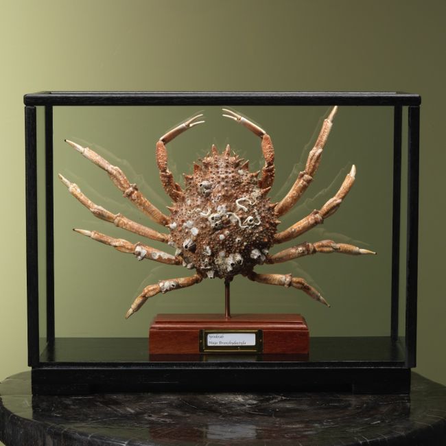 4114 Spinkrab in Vitrine