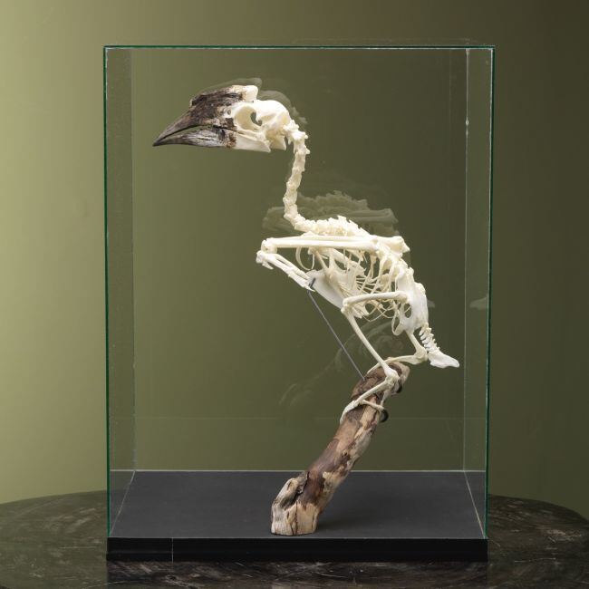 4122 Trompetneushoornvogel V Skelet