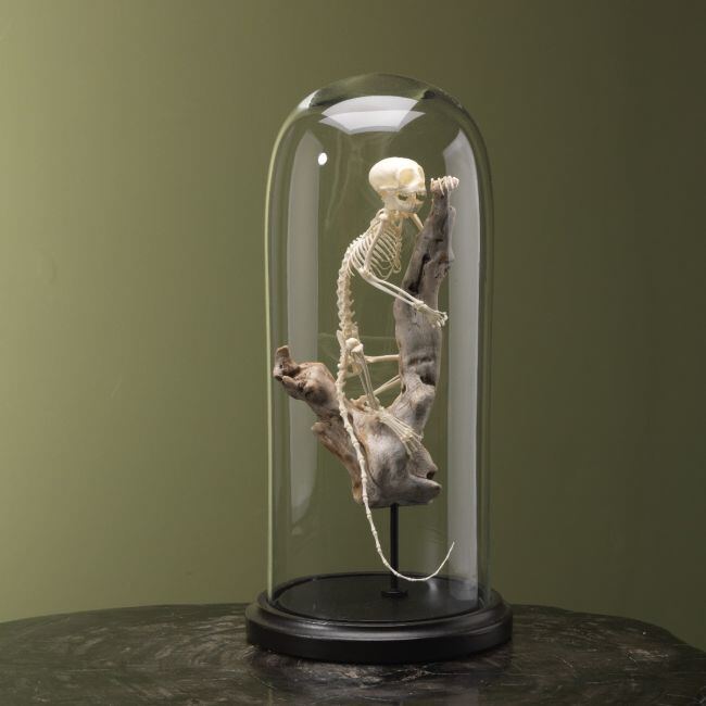 4125 Goudkopleeuwaapje Skelet