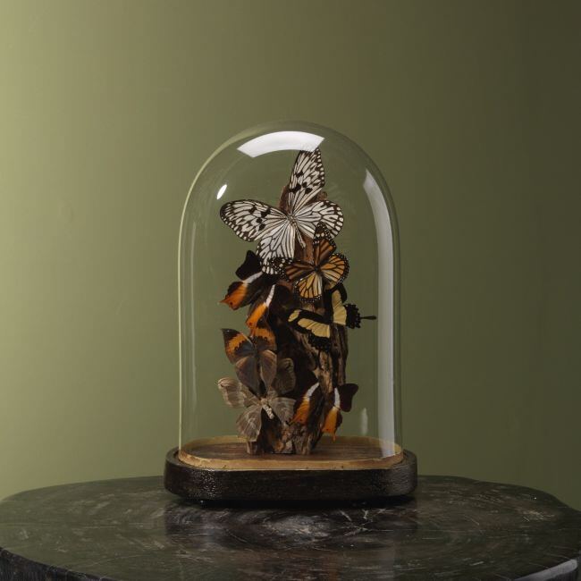 4126 Vlinders in Stolp