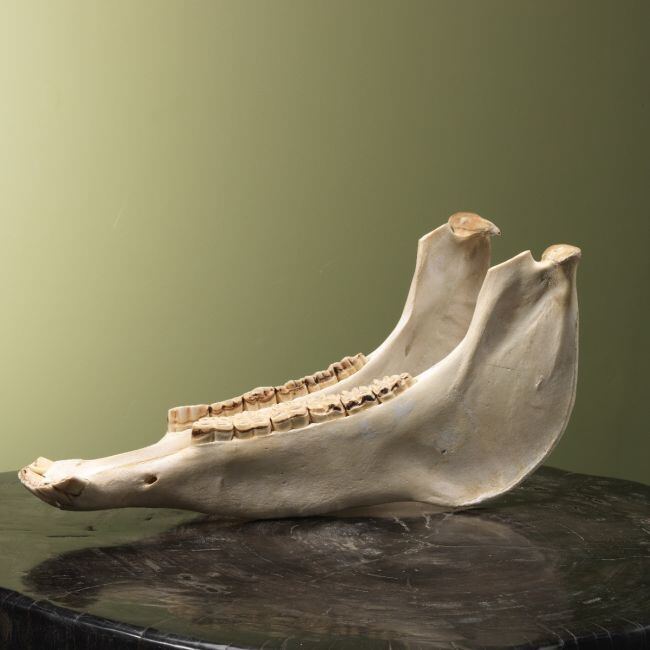 4159 Paard Onderkaak