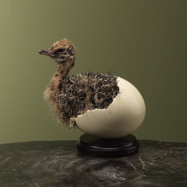 4161 Struisvogel in Ei