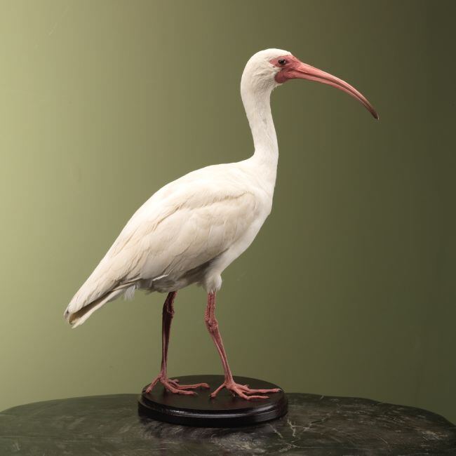 4194 Witte Ibis