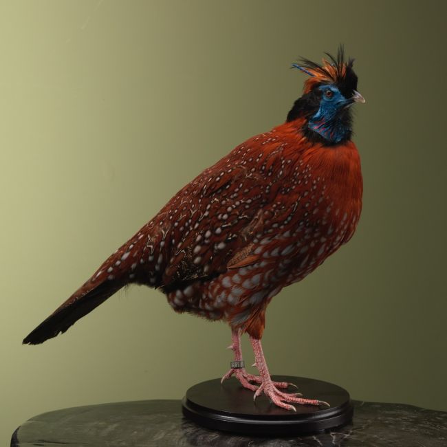 4196 Temmincks Tragopaan