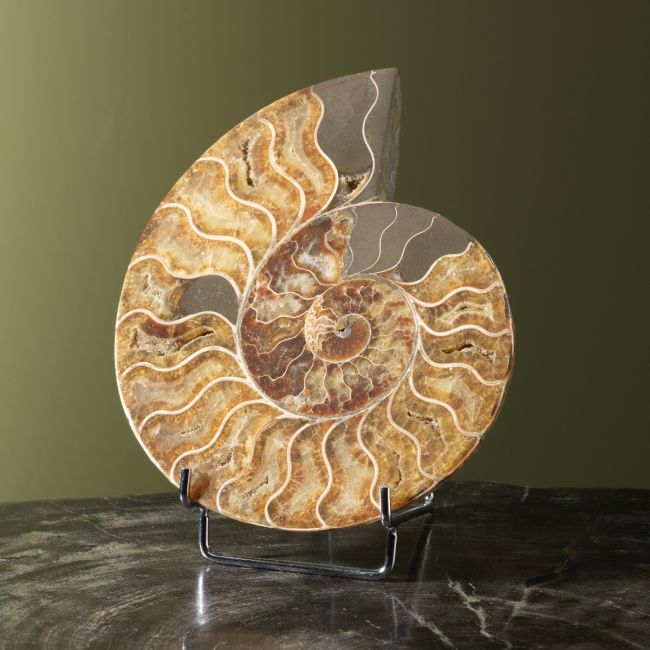 4238 Ammoniet op Standaard