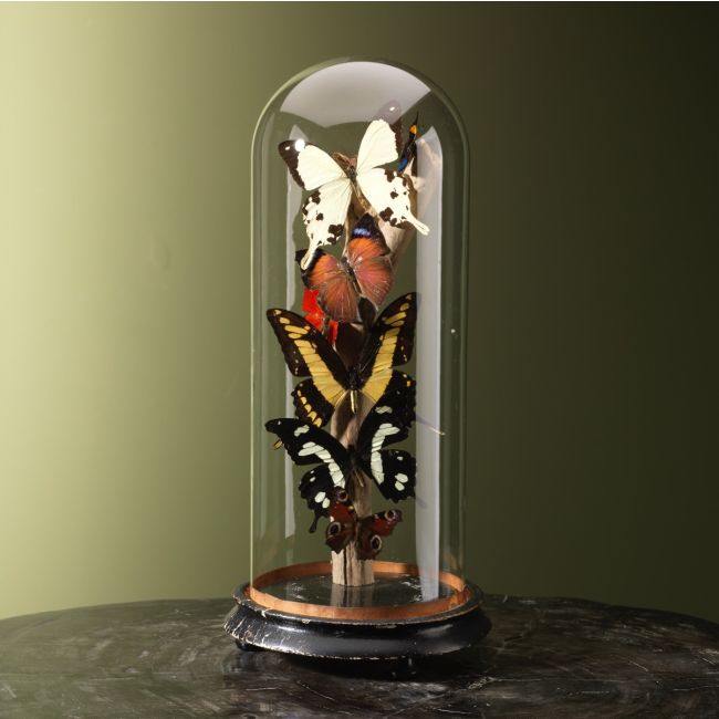 4245 Vlinders in Stolp