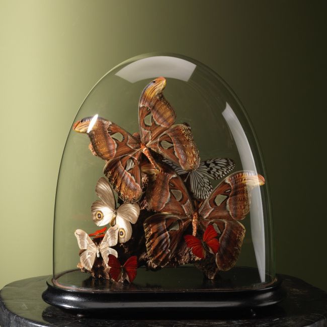 4248 Vlinders in Stolp