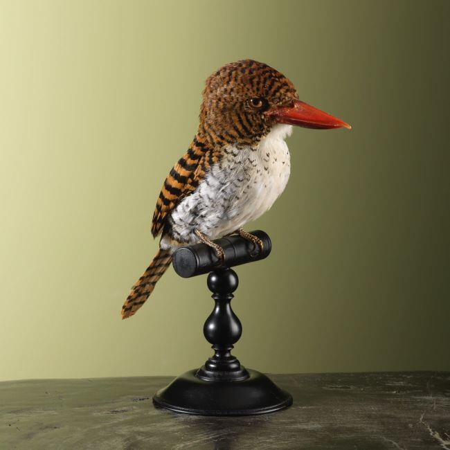 4268 Zebra-IJsvogel V