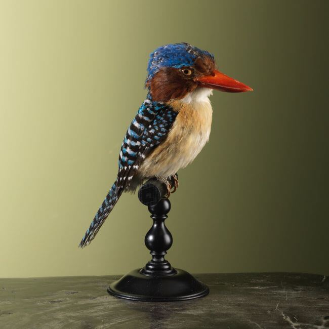 4269 Zebra-IJsvogel M