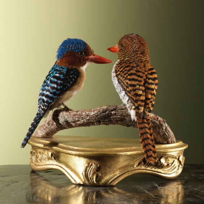 4270 Zebra-IJsvogel Koppel