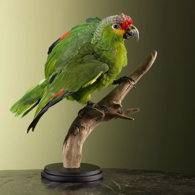 4283 Geelwangamazone