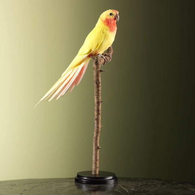 4287 Prinses-van-Walesparkiet Lutino