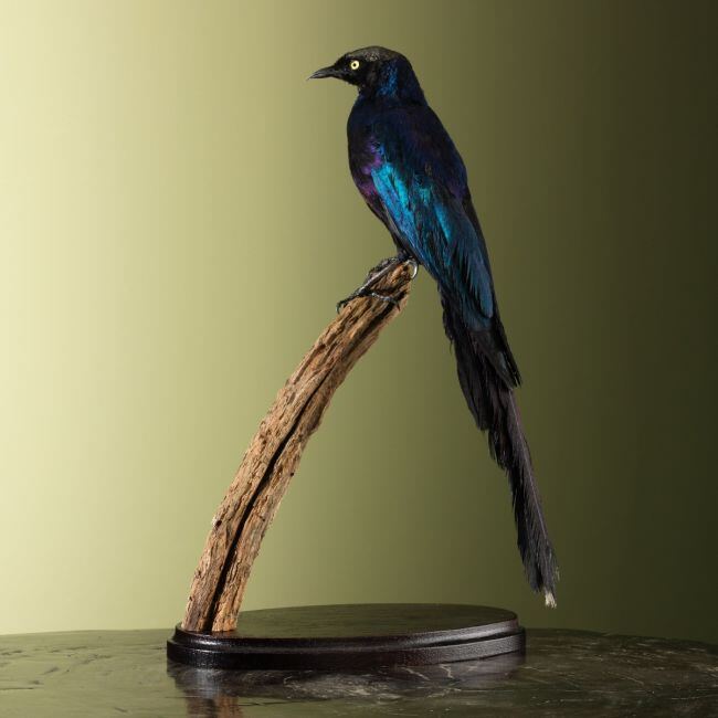 4300 Groene Langstaartspreeuw