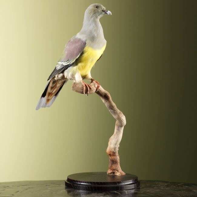 4302 Afrikaanse Papegaaiduif