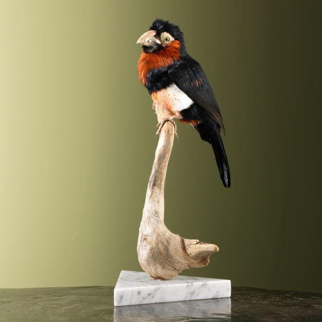 4304 Zwartbandbaardvogel