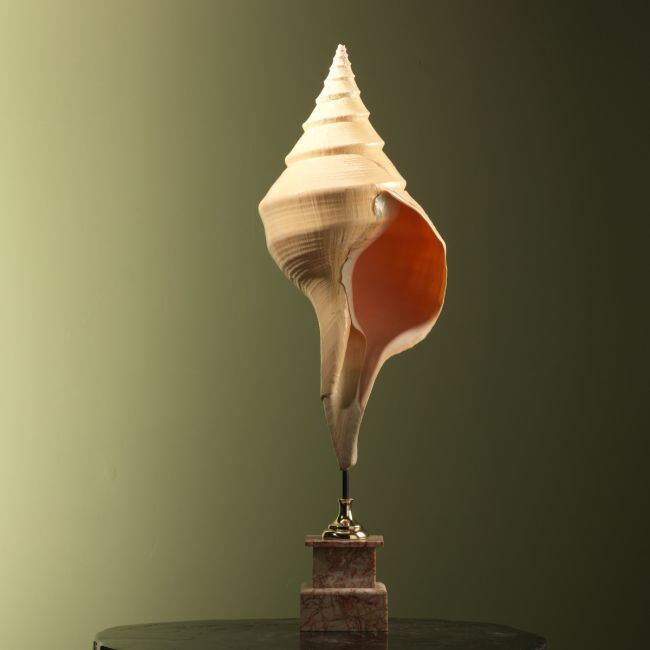 4334 Syrinx aruanus Schelp