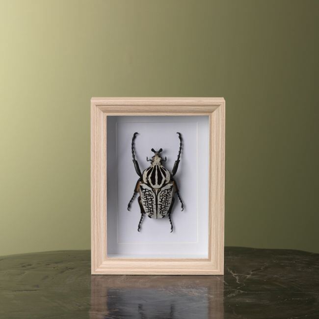 0000 Goliathkever in Lijst