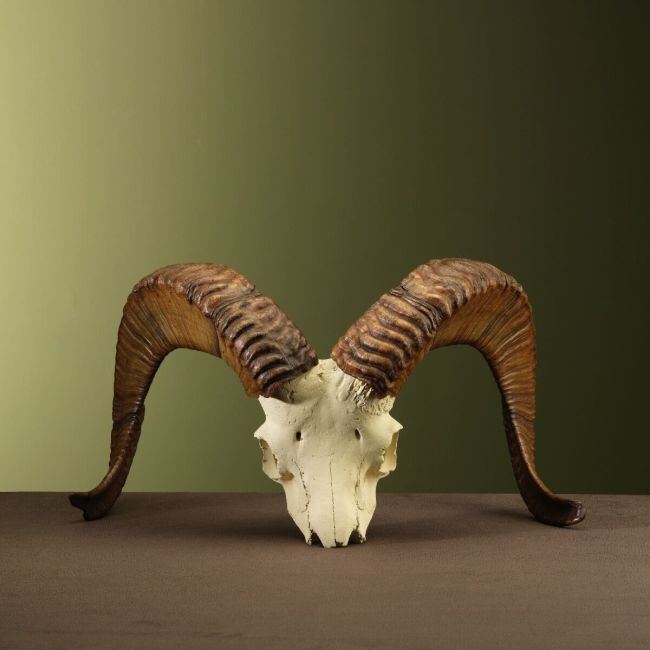 3604 Argali Schedel