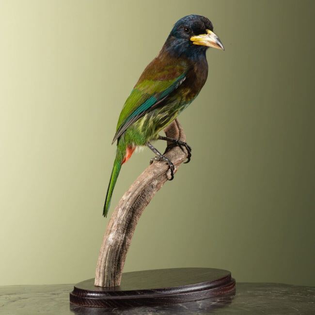 3925 Grote Baardvogel