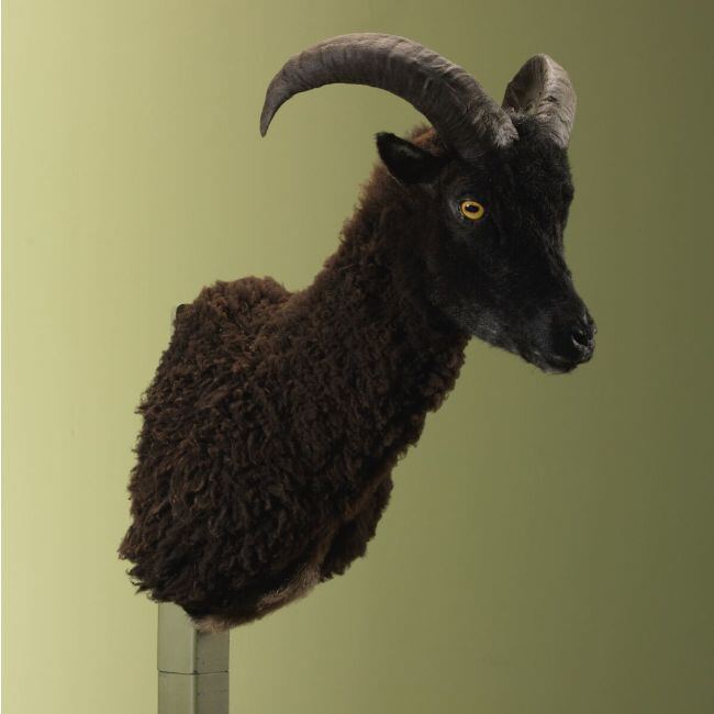 4085 Schaap