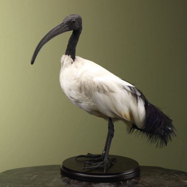 4195 Heilige Ibis