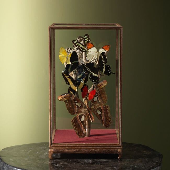4247 Vlinders in Vitrine