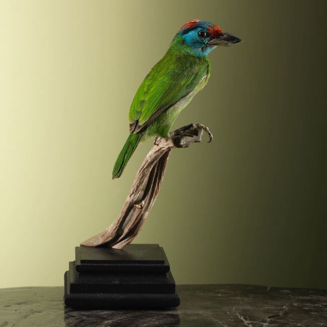 4276 Blauwkeelbaardvogel