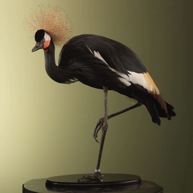 4554 Zwarte Kroonkraanvogel