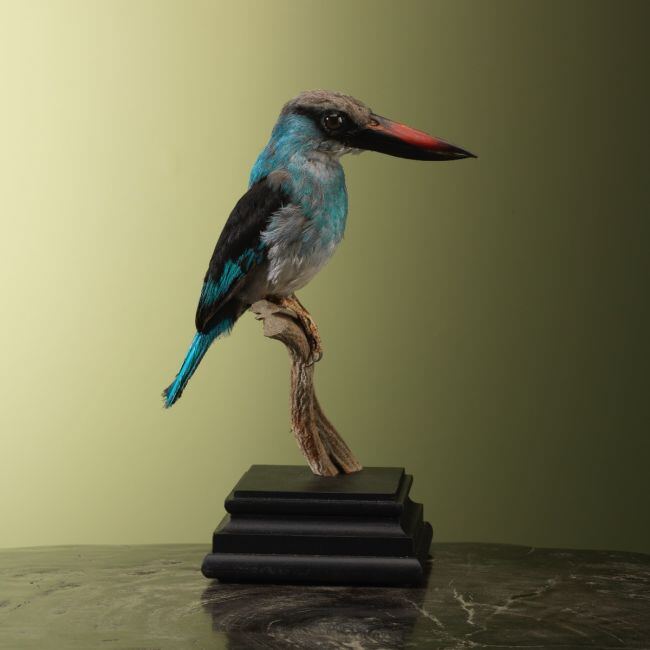 4626 Senegalijsvogel