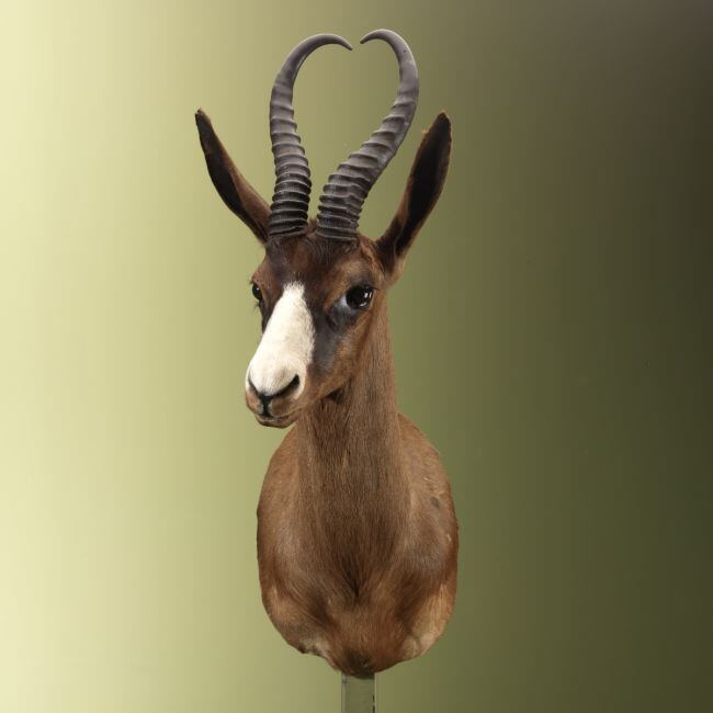 4645 Springbok