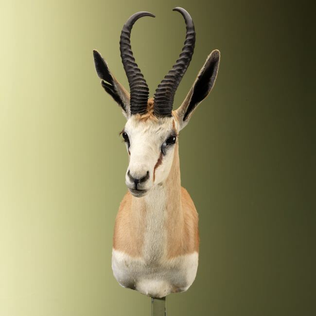 4646 Springbok