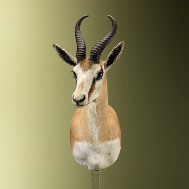 4647 Springbok
