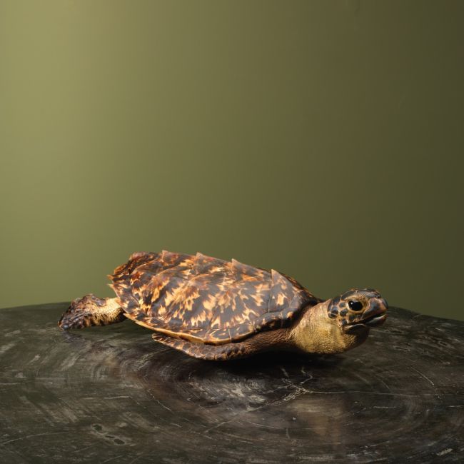 4688 Schildpad Antiek
