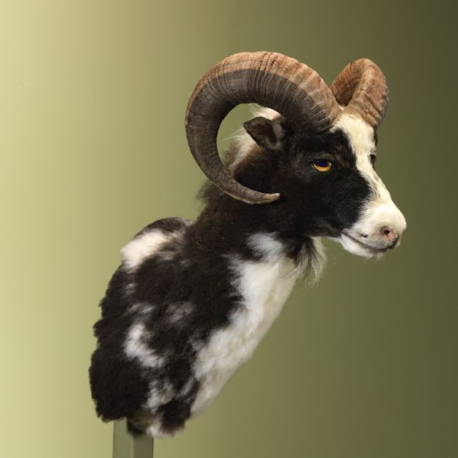 4775 Schaap